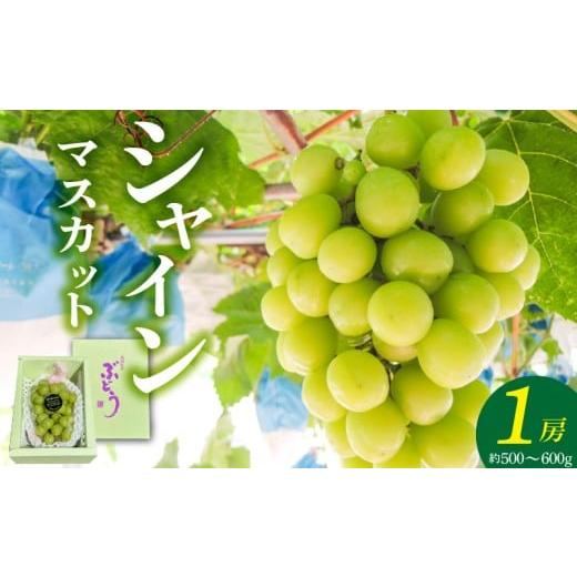 ふるさと納税 ぶどう マスカット 福岡県 久留米市 2026年8月以降お届け シャインマスカット(1房:約500〜600g) _ 先行予約 シャインマスカット 1房 約 500g…