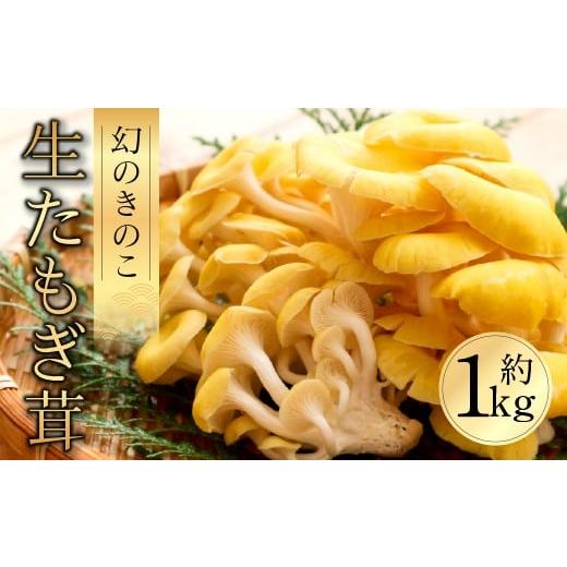ふるさと納税 野菜類 きのこ 愛知県 豊橋市 国産 生たもぎ茸 100g×10パック タモギ茸 たもぎ茸 タモギダケ たもぎだけ たもぎ きのこ キノコ 希少 健康 栄養 …