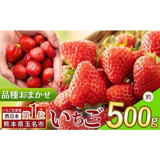 ふるさと納税 いちご 熊本県 玉名市 熊本県産いちご 品種おまかせ 約 500g | フルーツ 果物 くだもの 果実 苺 いちご ベリー ストロベリー 熊本県 玉名市 約50…