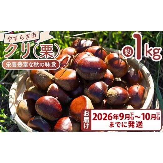 ふるさと納税 果物類 栗 高知県 香南市 2026年9月下旬〜10月下旬までに発送 栗 栄養豊富な秋の味覚 クリ(栗) 1袋(1kg) - 国産 果物 青果 フルーツ マロン…