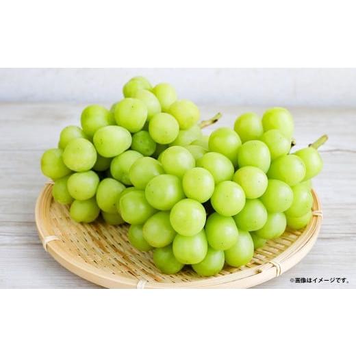 ふるさと納税 ぶどう マスカット 岡山県 美咲町 シャインマスカット 約1.3kg以上(2房) 2026年10月下旬-11月下旬発送予定 シャイン マスカット ぶどう 葡萄 …