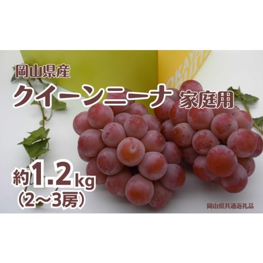 ふるさと納税 果物類 ぶどう 岡山県 新見市 ご家庭用 クイーンニーナ 2〜3房 合計約1.2kg 先行予約 2026年9月中旬から順次発送