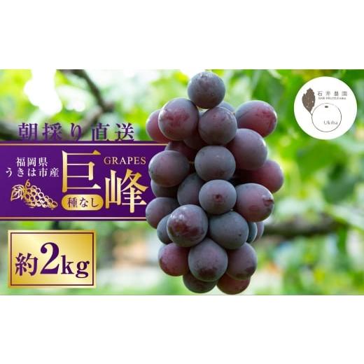 ふるさと納税 ぶどう 巨峰 福岡県 うきは市 種無し 巨峰 2kg 2026年8月上旬〜8月下旬発送予定 種なし巨峰 ぶどう ブドウ 葡萄 くだもの 果物 フルーツ 果実…