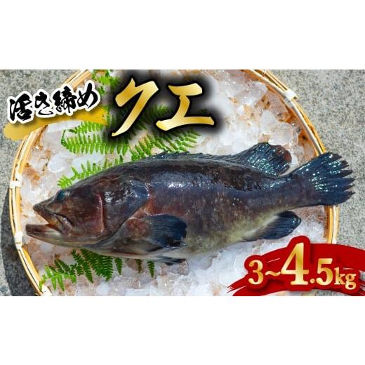 ふるさと納税 旬の鮮魚等 徳島県 海陽町 クエ 活き締め 3〜4.5kg 本クエ アラ 鮮魚 クエ鍋 高級 高級魚 産地直送 冷蔵 養殖 国産 九絵