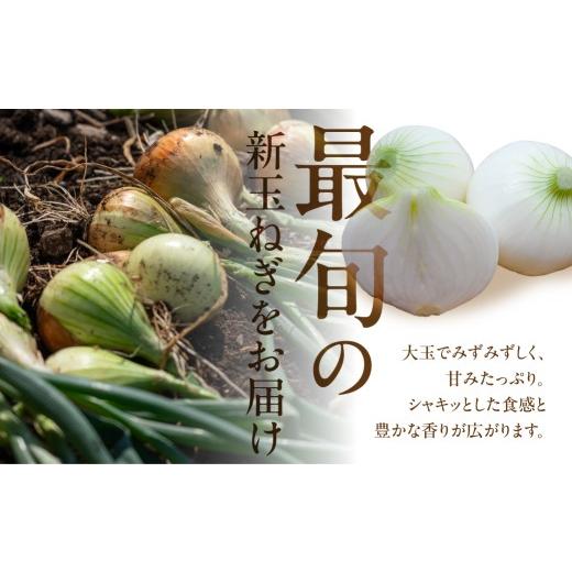 ふるさと納税 野菜類 玉ねぎ 愛知県 豊橋市 新玉ねぎ 大玉 訳あり 5kg（小傷・変形）5キロ 新玉 玉ねぎ タマネギ 玉葱 野菜 旬 旬の野菜 甘い サラダ 健康 農…の画像