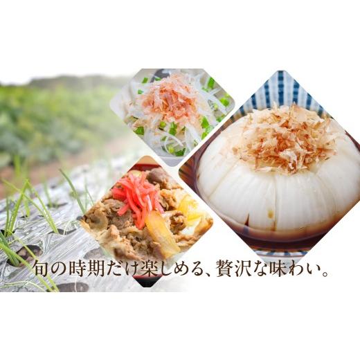ふるさと納税 野菜類 玉ねぎ 愛知県 豊橋市 新玉ねぎ 大玉 訳あり 5kg（小傷・変形）5キロ 新玉 玉ねぎ タマネギ 玉葱 野菜 旬 旬の野菜 甘い サラダ 健康 農…の画像