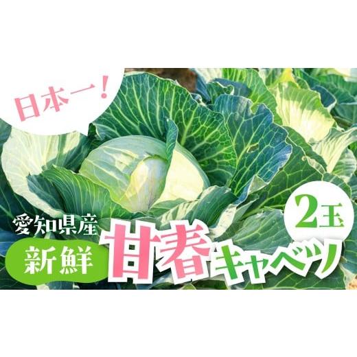 ふるさと納税 野菜類 愛知県 豊橋市 春キャベツ 2玉 旬 野菜 甘い 春 キャベツ きゃべつ サラダ 新鮮 シャキシャキ 旬の野菜 2個 4個 2玉 4玉 セット 健康 お…