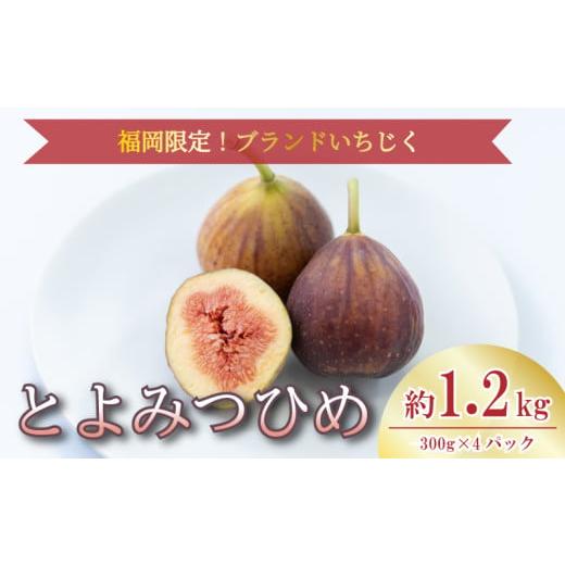 ふるさと納税 いちじく 福岡県 川崎町 2026年8月上旬から10月中旬発送 福岡限定 ブランドいちじく「とよみつひめ」約300g×4パック