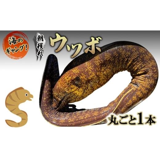 ふるさと納税 魚貝類 静岡県 河津町 海のギャング 朝獲れウツボ 丸ごと1本 ウツボ うつぼ タタキ 唐揚げ 冷蔵 煮付け 酢の物 味噌つけ 酒のつまみ おかず 河津…
