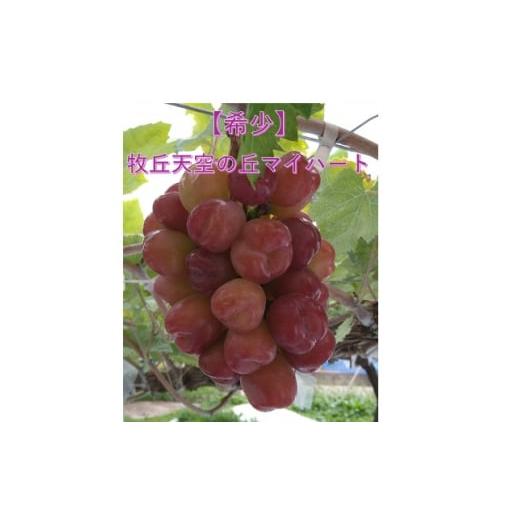 ふるさと納税 ぶどう 山梨県 山梨市 2026年先行受付 10月上旬より発送「牧丘天空の丘マイハート」約1kg(2〜3房) 1579851