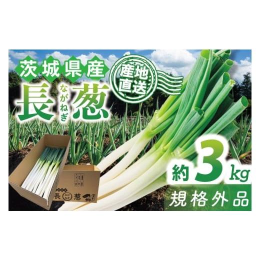 ふるさと納税 野菜類 ねぎ 茨城県 行方市 訳あり 河野農園自慢の新鮮長ねぎ(規格外) 約3kg|長ネギ 長ねぎ ネギ ねぎ 葱 野菜 やさい 訳あり わけあり 訳アリ…