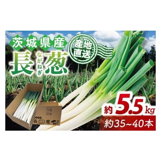 ふるさと納税 野菜類 ねぎ 茨城県 行方市 河野農園自慢の新鮮長ねぎ 約5.5kg|長ネギ 長ねぎ ネギ ねぎ 葱 野菜 やさい 新鮮 茨城県 行方市(HW-2)