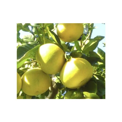 ふるさと納税 果物類 高知県 宿毛市 土佐文旦 約5kg ( L~4L ) 家庭用 約5kg L〜4Lサイズ ( 8,000円 )