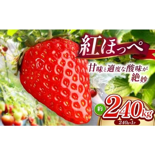 ふるさと納税 いちご 山口県 平生町 産地直送 紅ほっぺ 約240g ( 令和8年1月初旬〜順次発送予定 ) | 紅ほっぺ いちご イチゴ 苺 産地直送 年内発送 選べる…