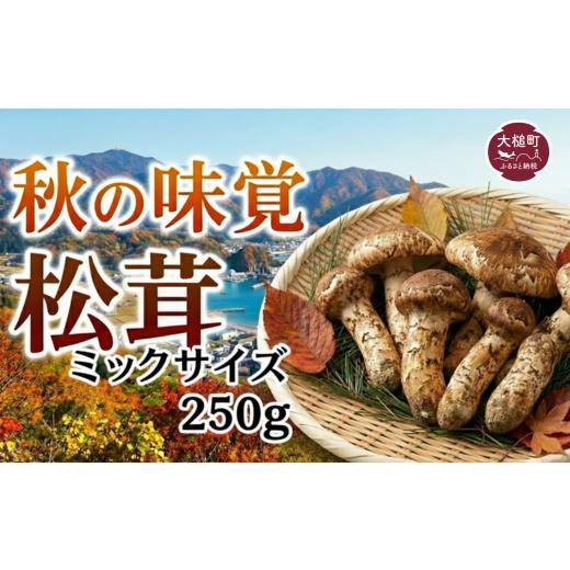 ふるさと納税 野菜類 きのこ 岩手県 大槌町 [先行予約] 令和8年10月より発送 松茸 ミックスサイズ250g|まつたけ 岩手 41