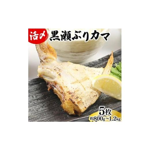 ふるさと納税 旬の鮮魚等 宮崎県 串間市 1月発送 活じめ 黒瀬ぶりカマ(5枚入)(800g〜1.2kg前後) 2026年1月発送