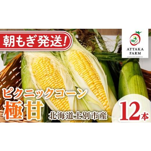 ふるさと納税 とうもろこし 北海道 士別市 [先行予約受付中]北海道 士別市産 極甘 ピクニックコーン (12本) 2026年8月以降順次発送 とうもろこし トウモロコ…