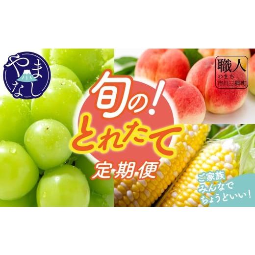 ふるさと納税 とうもろこし 山梨県 市川三郷町 先行予約 2026年発送 山梨県市川三郷町産 旬の採れたて定期便 3回 家族みんなでちょうどいい 甘々娘(とうもろ…