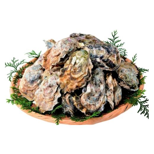 ふるさと納税 牡蠣 生牡蠣 長崎県 平戸市 期間限定発送 牡蠣 生食 平戸産 殻付き 生牡蠣 約2.5kg 北川水産 長崎県 平戸市 hr42bgy400102 殻付き牡蠣 かき カ…