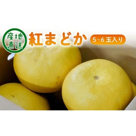 ふるさと納税 果物類 みかん 高知県 安芸市 文旦 紅まどか 5〜6玉入り|果物 高知特産 文旦 ぶんたん ブンタン 柑橘 フルーツ 爽やか 酸味 甘い 果汁 プリプリ…