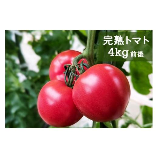 ふるさと納税 野菜類 トマト 神奈川県 伊勢原市 先行受付 栄養たっぷり トマト農家片野さんちの完熟トマト「れおん」4kg 0932]