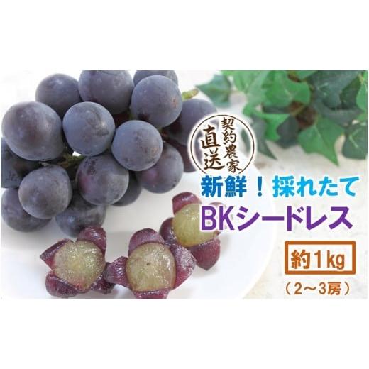 ふるさと納税 果物類 ぶどう 大分県 国東市 テレビで紹介されました 先行予約 令和8年発送 農家直送 新鮮 朝づみぶどう BKシードレス 種なし 1kg フルーツ 果…