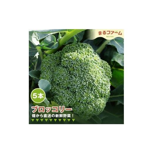 ふるさと納税 野菜類 千葉県 野田市 ブロッコリー 5コ / 新鮮 野菜 産地直送 朝採れ 国産 健康食材 食感 甘み 料理用 サラダ 下ごしらえ簡単 大容量 日常使…