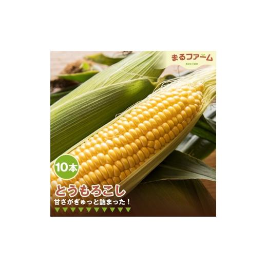 ふるさと納税 とうもろこし 千葉県 野田市 トウモロコシ 10本 / とうもろこし コーン 国産 新鮮 夏野菜 甘み 粒感 料理用 茹で用 焼き用 BBQ バーベキュー …