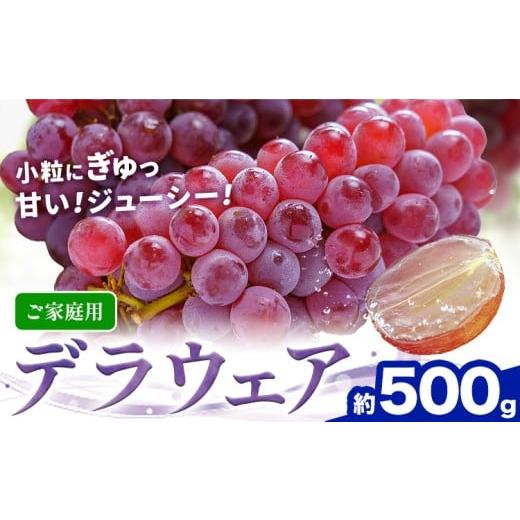 ふるさと納税 果物類 ぶどう 三重県 東員町 ぶどう 先行予約 甘い夏の果物 ご家庭用 デラウェア 約500g 株式会社シグマサポート[8月上旬-8月下旬頃出荷]三重…
