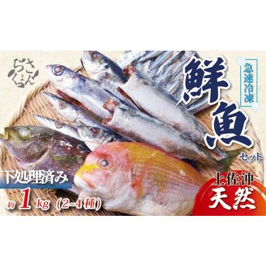 ふるさと納税 旬の鮮魚等 高知県 黒潮町 冷凍魚 セット 1kg (2~4種) 下処理済み 新鮮 真空パック 冷凍 魚 冷凍鮮魚 詰め合わせ 簡単調理 小分け 魚貝 魚介類 …