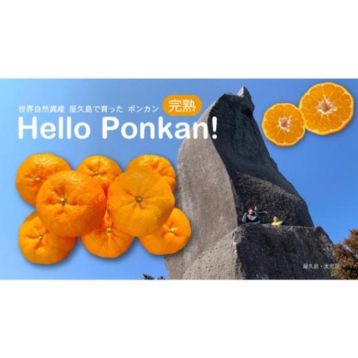 ふるさと納税 みかん・柑橘類 鹿児島県 屋久島町 相良パーティ 屋久島産 完熟ぽんかん 約3kg M,Lサイズ