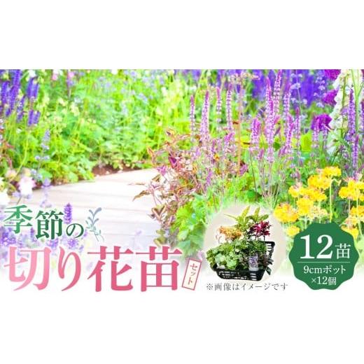 ふるさと納税 雑貨・日用品 花 福岡県 筑前町 季節の切り花苗 お任せ12ポットmixセット 切り花苗 花苗 花苗セット 花 季節の花 花セット ガーデニング 家庭菜…