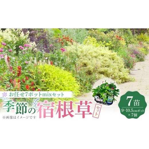ふるさと納税 雑貨・日用品 花 福岡県 筑前町 季節の宿根草 お任せ7ポットmixセット 切り花苗 花苗 花苗セット 花 季節の花 花セット ガーデニング 家庭菜園 …