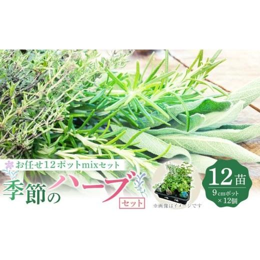 ふるさと納税 雑貨・日用品 花 福岡県 筑前町 季節のハーブ苗お任せ12ポットmixセット ハーブ ハーブ苗 花苗 花苗セット 花 季節の花 花セット ガーデニング …