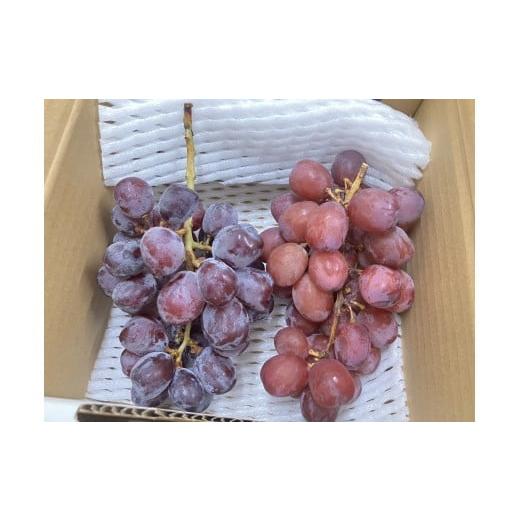 ふるさと納税 ぶどう 長野県 塩尻市 2026年2月まで発送してます 甘みが増す完熟 氷蔵保存 訳あり おまかせ 希少品種 2房セット | ぶどう 葡萄 くだもの 果物 …