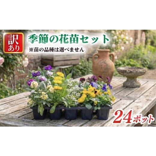 ふるさと納税 雑貨・日用品 花 埼玉県 羽生市 訳あり 品種おまかせ 季節のお花 24ポット 寄せ植え 花 ガーデニング 園芸 花苗 季節 お花 ハイフラワー 埼玉県 …