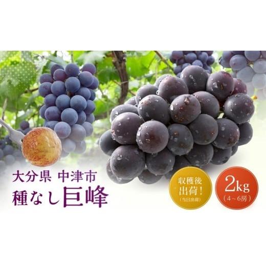 ふるさと納税 ぶどう 巨峰 大分県 中津市 先行予約 ニュー巨峰 約2kg(4〜6房)| ブドウ ぶどう 葡萄果物 フルーツ くだもの 産地直送 甘い 大分県産 九州産 …