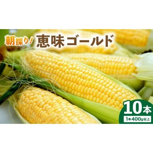 ふるさと納税 とうもろこし 北海道 岩見沢市 先行予約 朝取りスイートコーン「恵味ゴールド」10本入り|コーン とうもろこし 岩見沢市 野菜 北海道