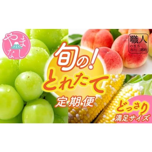 ふるさと納税 とうもろこし 山梨県 市川三郷町 先行予約 2026年発送 山梨県市川三郷町産 旬の採れたて定期便 3回 どっさり満足サイズ 甘々娘(とうもろこし)…