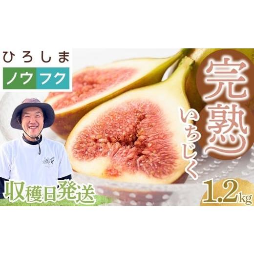 ふるさと納税 いちじく 広島県 竹原市 2026年9月4日発送 朝どれ完熟 大乗いちじく 1.2kg (300g×4パック) | 蓬莱柿 冷蔵発送 朝収穫してその日中に発送[農福…