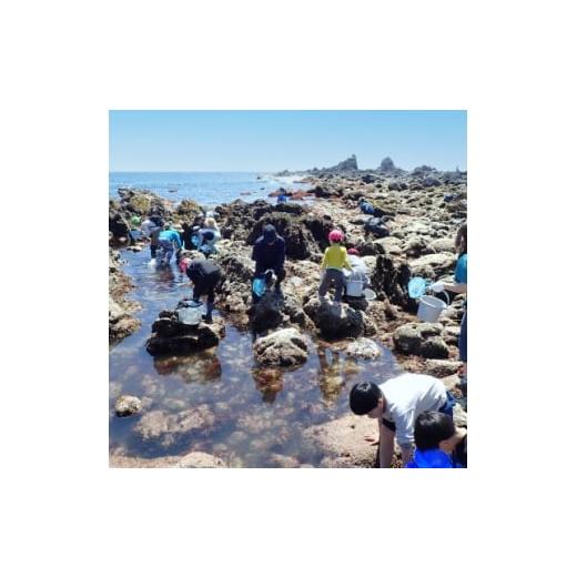ふるさと納税 イベントやチケット等 神奈川県 真鶴町 「海のミュージアム 磯の生物観察会・海の自然実感教室」参加費1000円分クーポン 1697092