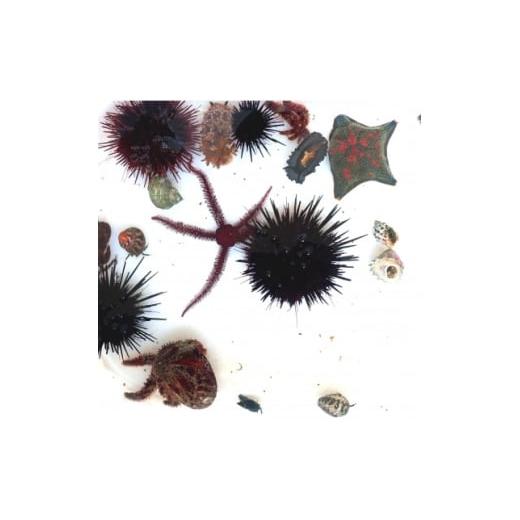 ふるさと納税 イベントやチケット等 神奈川県 真鶴町 「海のミュージアム 磯の生物観察会・海の自然実感教室」参加費2000円分クーポン 1697094