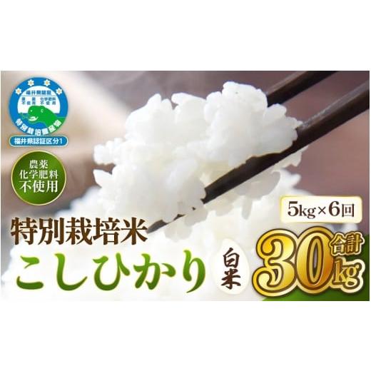 ふるさと納税 米 コシヒカリ 福井県 越前町 締切 期限近い1月31日 定期便 6ヶ月連続お届け 令和7年産 特別栽培米コシヒカリ5kg × 6回(合計30kg) 白米 無農…