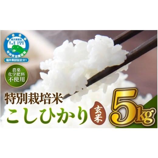 ふるさと納税 玄米 福井県 越前町 令和7年産 特別栽培米コシヒカリ5kg 無農薬米 福井県認証区分1取得 越前町 玄米 5キロ お米 コメ 農薬化学肥料不使用 送料…