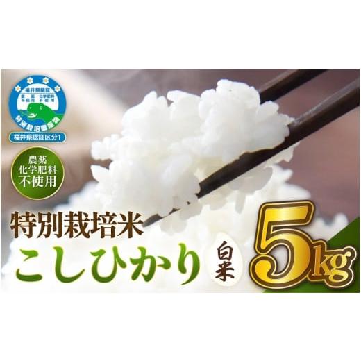 ふるさと納税 米 コシヒカリ 福井県 越前町 令和7年産 特別栽培米コシヒカリ5kg 無農薬米 福井県認証区分1取得 越前町 白米 5キロ お米 コメ 農薬化学肥料不…