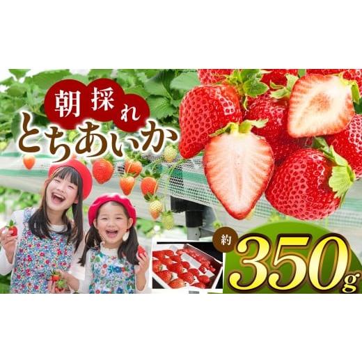 ふるさと納税 いちご 栃木県 那珂川町 栃木県共通返礼品 贈答用 いちごに優しいソフトパックでお届け 朝採れいちご とちあいか 約 350g | いちご とちあいか …