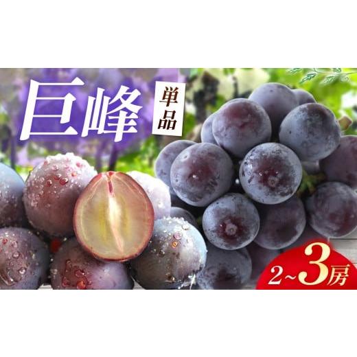 ふるさと納税 ぶどう 巨峰 大分県 中津市 先行予約 巨峰 2〜3房 ( 1kg以上 ) | 数量限定 新鮮 産地直送 ぶどう ブドウ 葡萄 果物 くだもの フルーツ 大分県産…