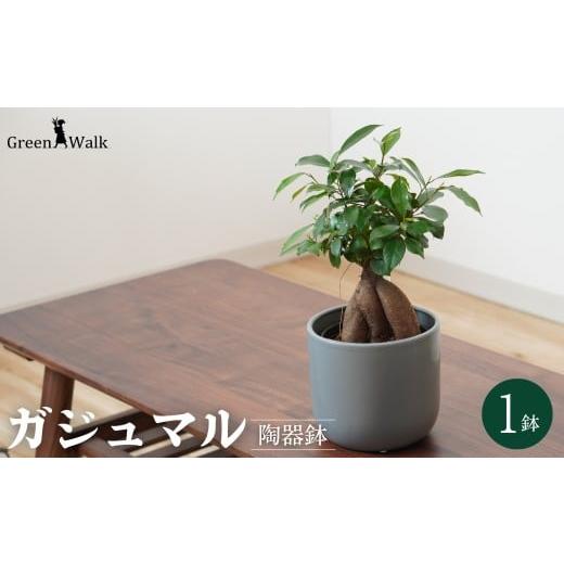 ふるさと納税 花・苗木 愛知県 豊橋市 黒 ガジュマル モノトーン130 陶器鉢 1鉢 水位計セット 陶器 鉢セット 植物 グリーン インテリア がじゅまる おまかせ …