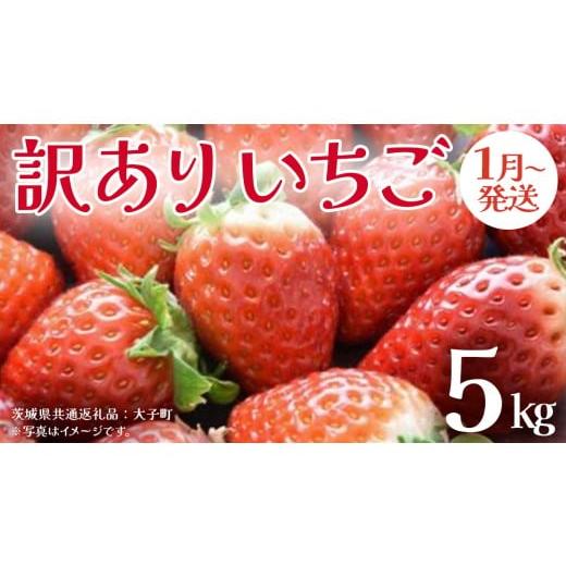 ふるさと納税 いちご 茨城県 牛久市 訳ありいちご 5kg 2026年1月発送開始 (茨城県共通返礼品:大子町) 苺 果物 フルーツ 果実 ご家庭用