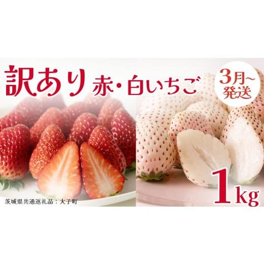 ふるさと納税 いちご 茨城県 牛久市 訳あり 紅白いちご 1kg 2026年3月発送開始 (茨城県共通返礼品:大子町) 苺 果物 フルーツ 果実 ご家庭用